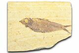 Detailed Fossil Fish (Knightia) - Wyoming #360699-1